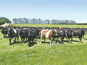 About 9% of dairy herds nationwide are on full season once-a-day milking. 