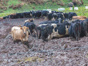 A Fish and Game-released photo of cows in deep mud. 