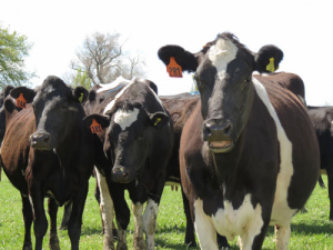 Fonterra&#039;s December milk collection was down 4.8%.