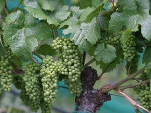 NMIT ready to harvest new varieties