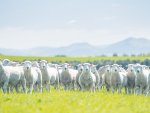 To help maximise ewe ovulation, ewes should be going to the ram at an optimum body condition score of over 3 and on a rising plane of nutrition.