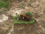 A group of cattle stranded on a tiny patch of pasture after Monday’s earthquake has now been rescued.