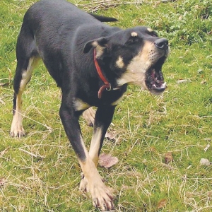 Tips to bring barks on command