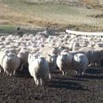 Ewe hogget competition opens