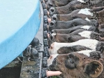 Suckling on Peach Teats help calves growth, according to new trials.