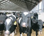 Aussies buy Kiwi heifers for export