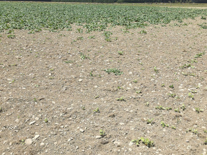 Without water crops don’t grow; a fodder beet crop on a Canterbury farm photographed in early January.