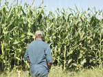 Unlocking nutrition from bumper maize silage