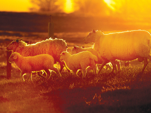 Exports of New Zealand sheep milk products were valued at $20 million in 2020.