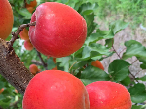 Summerfruit NZ are thanking New Zealanders who are helping out during the harvest.