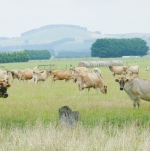 OZ out to attract NZ dairy farmers