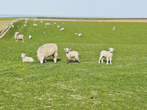 A long lasting B12 injection when given at given at tailing lasts for six months – or for the life of most of your finishing lambs, if a 0.5 mL dose is used.