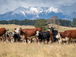 Beef Progeny Test 2025: Genetic insights for NZ beef industry