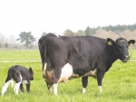 Cows should take no more than two hours to calf.
