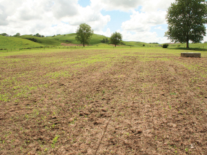 Whole paddocks of summer forage and maize were wiped out last season by unusually high greasy cutworm.