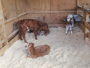 Heifers at the NZ Young Farmers-owned farm in Auckland.