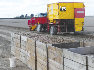 Spuds rot in wet