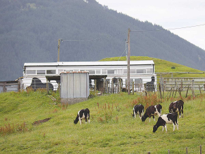 From the outside it still looks like a dairy shed except it is painted white with black cow-like symbols.