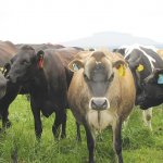 Fewer flies on speckly cows