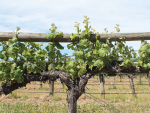 The Labour Inspectorate is investigating a Marlborough labour contractor, amid allegations that seasonal workers have suffered economic exploitation and substandard living conditions.