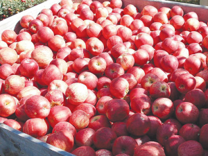 This year’s apple crop is expected to be of high quality.