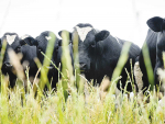 Animal evaluation system changes support farmers to breed better cows
