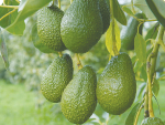 Rabobank says global avocado trade will continue to grow in the next few years.