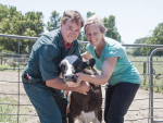 LIC’s 10,000th bull, Arkan MGH Believer, with breeders Stewart and Kathryn Anderson.