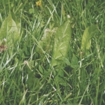 Chicory boosts liveweight gains