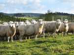 B+LNZ is to establish a ‘Future Farm’ to trial new technologies and farm systems.