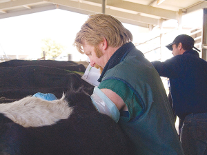 A petition has been launched asking MBIE to release MIQ spaces for essential veterinary workers.