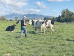 Trained Inspector Tony O&#039;Connor classifies the Waipiri Holstein herd in 2021.