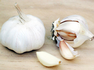 Te Puna Umanga Venture Taranaki, the regional development agency for Taranaki, has launched its Branching Out growing trials with the planting of the first crop: garlic.