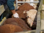 TB testing of cattle.