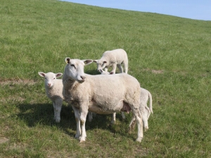 Federated Farmers meat and fibre chair Rick Powdrell is calling for action to be taken to address issues in the marketing of Kiwi lamb overseas.