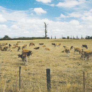 Milk production tipped to fall: Westpac