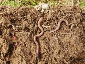 The humble yet great earthworm