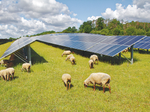 New research has found that adding solar panels to sheep and beef farms could improve their profitability and environmental and animal welfare outcomes.