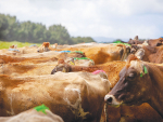 &#039;Silent&#039; or &#039;quiet&#039; heats are where cows cycle but do not appear to show visible heat behaviour.