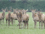 Deer may offer a good alternative to dairy support in the current economic climate.