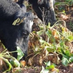 Farmer interviews for swedes study