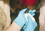 New tool to manage mastitis