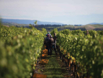 BRI Launches Grower Trials Programme to Put Vineyard Innovation in Growers’ Hands