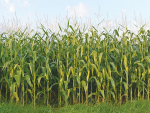 Maize silage and maize grain are both low protein feeds that have the effect of reducing dietary protein and therefore urinary nitrogen.