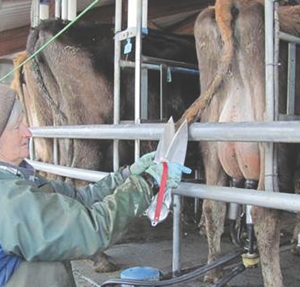 New–technology hand shears ease cow tail trimming