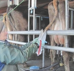 New–technology hand shears ease cow tail trimming