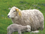 Chronic Non-Progressive Pneumonia (CNP) is the most common form of pneumonia in lambs.