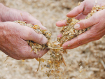 Feeding out maize silage