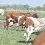 Cows on Arbelunda Sorgard farm in Sweden