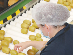 Zespri chief executive Dan Mathieson says quality of kiwifruit for the coming season is looking good.